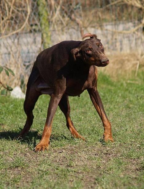 Dobermann Carina Al-Bet R.I.P. - Ååååhhh blev helt ør i bolden af at gå med lukkede øjne, må hellere ryste det på plads igen! billede 4