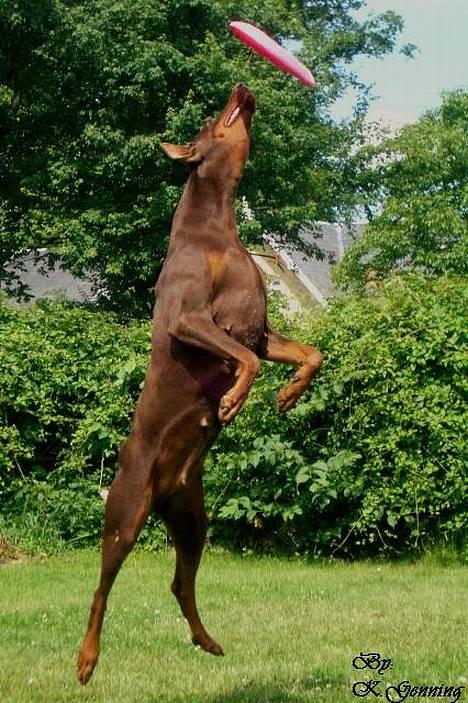 Dobermann Carina Al-Bet R.I.P. - Ja Ronja kan også det der med at springe højt efter freespee´en. billede 5