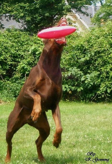 Dobermann Carina Al-Bet R.I.P. - Og hun fanger den...........  billede 6