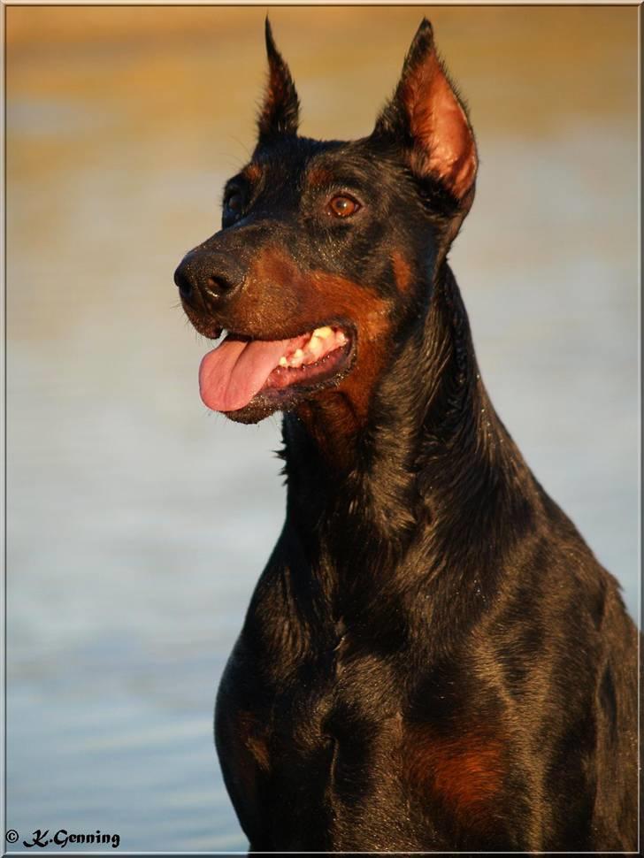 Dobermann Rocky-Dobi Deby R.I.P. - Sheila  7 år, er hun ikke smuk?  billede 1