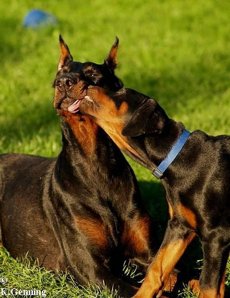 Dobermann Rocky-Dobi Deby R.I.P. - Åååååhhhhh mor jeg elsker dig, siger Genning´s Gladiator 6/9-06 billede 2