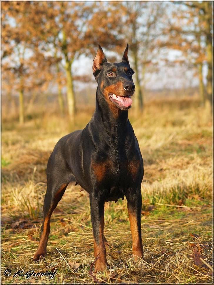 Dobermann Rocky-Dobi Deby R.I.P. - Smukke sheila, dec 2007 billede 3