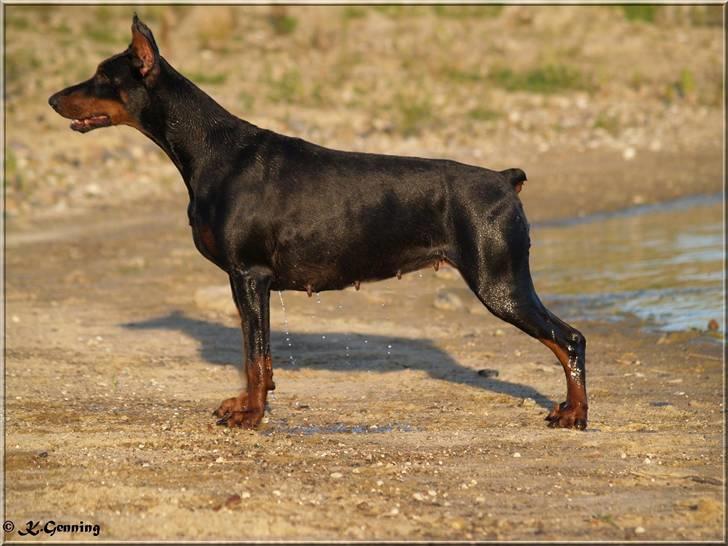 Dobermann Rocky-Dobi Deby R.I.P. - Stadig den smukkeste pige i verdenen ;O) 7½ år billede 4