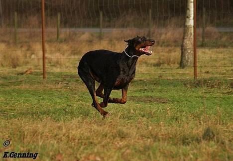 Dobermann Rocky-Dobi Deby R.I.P. - Heeey hvor blev Chica af??? Ha ha ha  billede 5