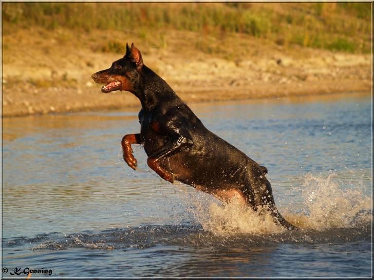 Dobermann Rocky-Dobi Deby R.I.P. - Vandhunden Sheila billede 6