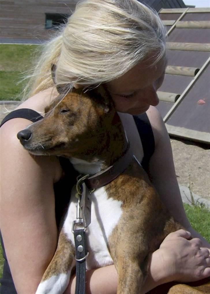 Basenji Mickey - Mickey elsker Hanne, maj 2008 billede 1