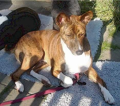 Basenji Mickey - Mickey nyder morgensolen  billede 2