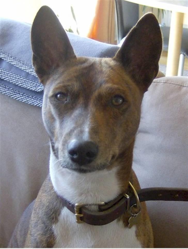 Basenji Mickey - Mickey april 2008 billede 3