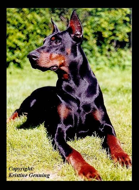 Dobermann Genning's  Baron R.I.P. - Kovo (Genning´s Baron) døde 18/8-2004.....  :-(. Kæmpe Vrææææl...... billede 1