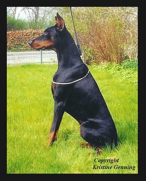 Dobermann Genning's  Baron R.I.P. - Kovo 1 år billede 2