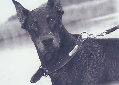 Dobermann Genning's  Baron R.I.P. - Kovo på stranden. billede 3