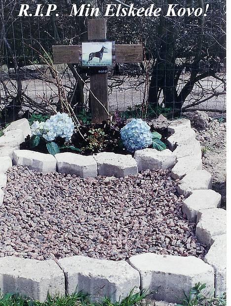 Dobermann Genning's  Baron R.I.P. - Kovo´s grav.... R.I.P. min smukke hund:   billede 4