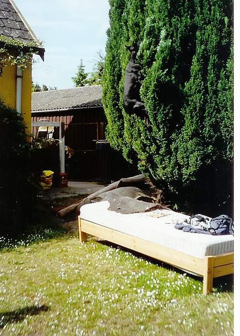 Dobermann Genning's  Baron R.I.P. - Kovo elskede at fange sin bold, her er han hoppet op i træet for at få fat i den.  billede 5