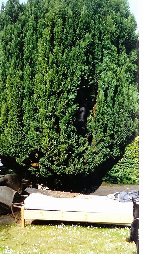 Dobermann Genning's  Baron R.I.P. - Heey Mor... jeg kan ikke finde min bold, jeg kravler altså lidt længere ind i træet...OK?  billede 6