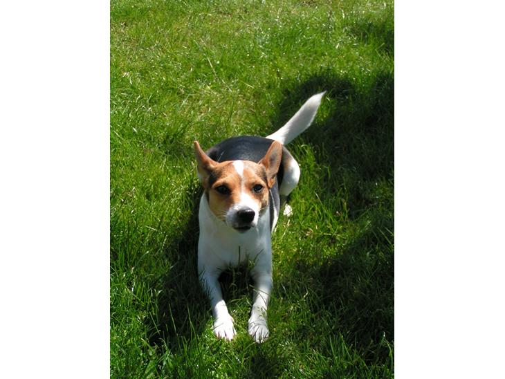 Blanding af racer Molly - Molly billede 1