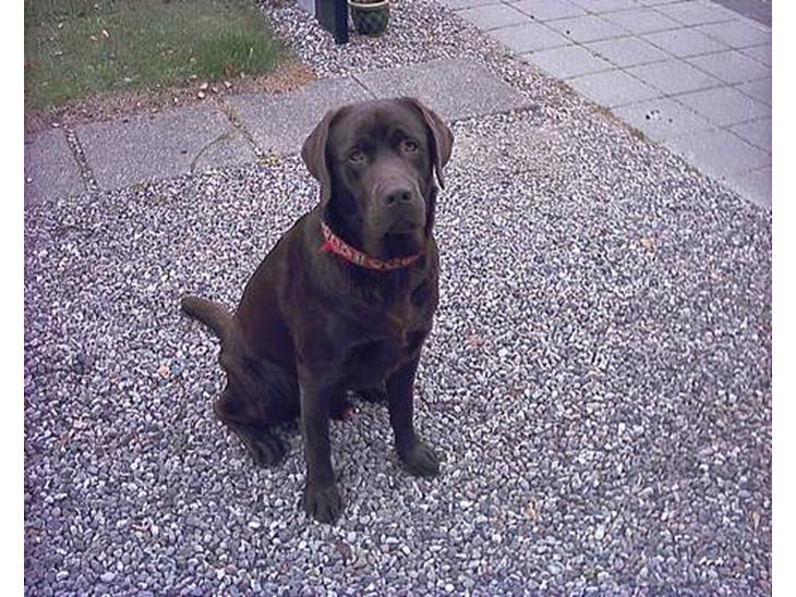 Labrador retriever Carlos - Fra d. 9/9-2005 billede 1