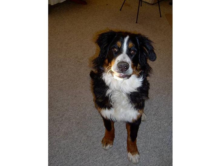 Berner sennenhund Bernhard - hej hej.. billede 1