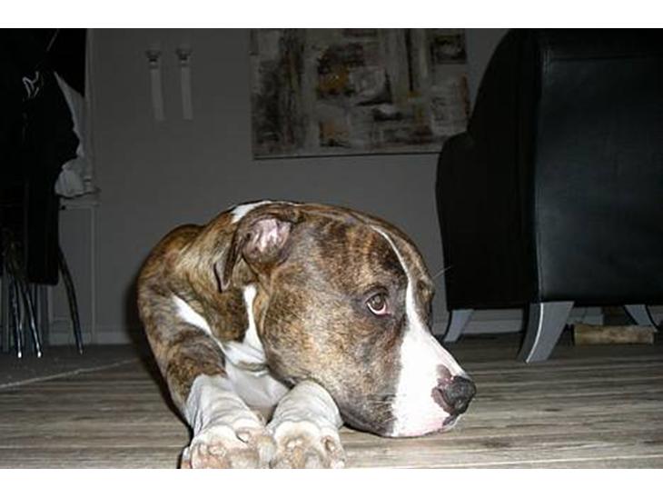 {{currentPhoto.altText}} billede {{currentPhoto.number}}