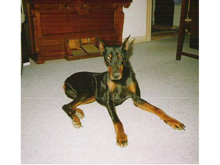 Dobermann Sultan *Død* billede 1