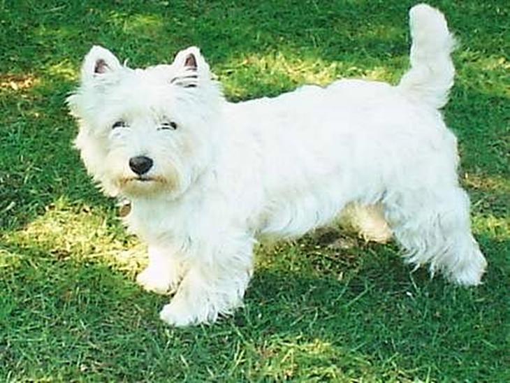West highland white terrier Dodo KALDET TILDE  R-I-P billede 1