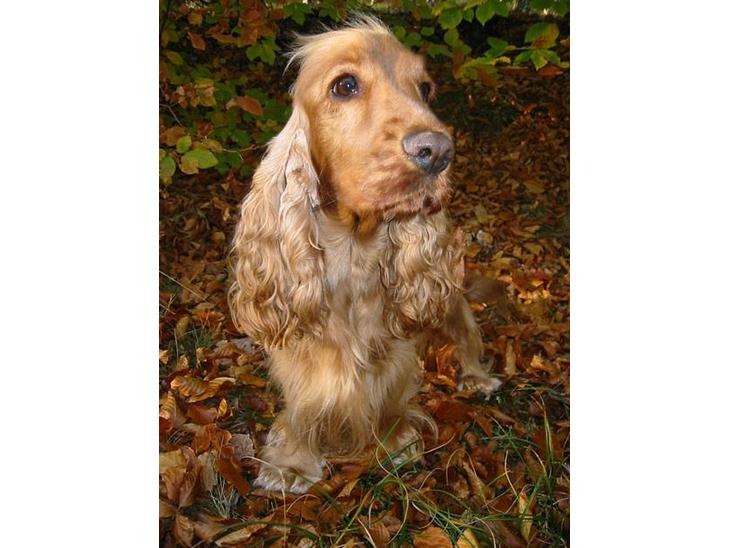 Cocker spaniel Penlope - VELKOMMEN TIL! Sæt endelig et lillle "fodaftryk" inden I smutter.. så kan jeg se hvem der har været forbi. billede 1