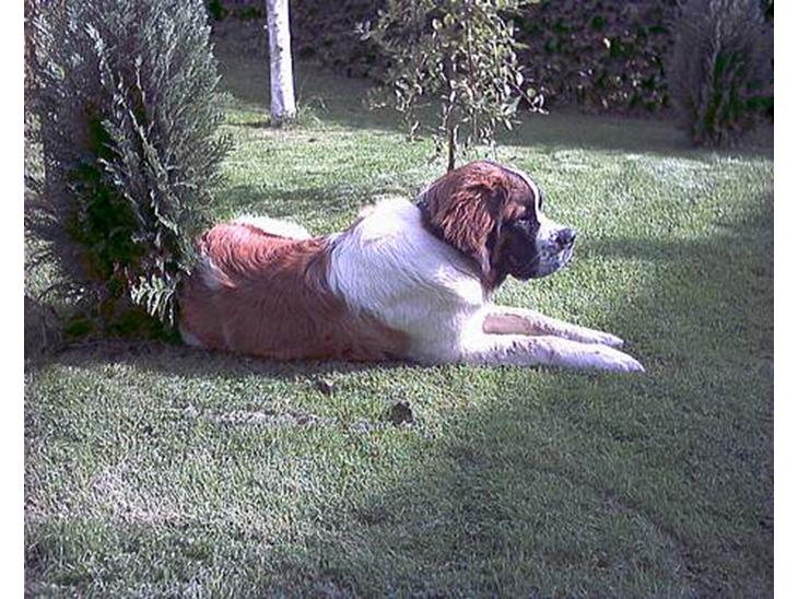 {{currentPhoto.altText}} billede {{currentPhoto.number}}