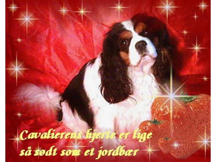 Cavalier king charles spaniel Sofus (død 8 / 6 - 08) - hej alle sammen! :) velkomen husk også at hilse på Sammie billede 1