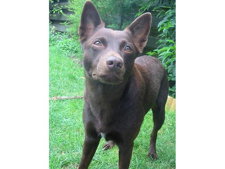 Australsk kelpie Clara billede 1