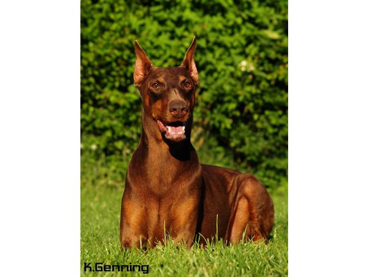 Dobermann Carina Al-Bet R.I.P. - Dronningen (Carina Al-bet)   7½ år og meget smuk. billede 1