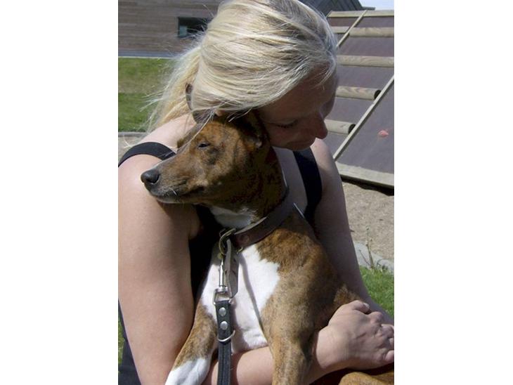 Basenji Mickey - Mickey elsker Hanne, maj 2008 billede 1