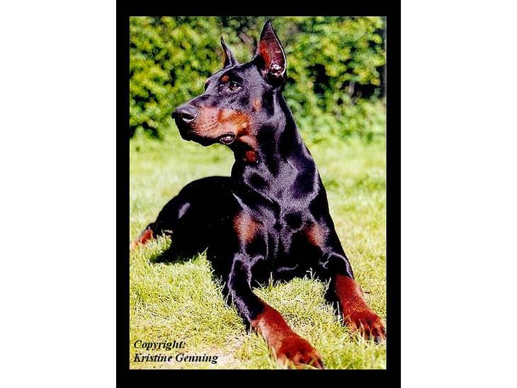 Dobermann Genning's  Baron R.I.P. - Kovo (Genning´s Baron) døde 18/8-2004.....  :-(. Kæmpe Vrææææl...... billede 1