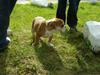 Engelsk bulldog Uffe Eric Cantona