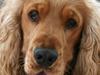 Cocker spaniel Aske
