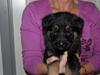 Schæferhund Laguso Qatto