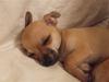 Chihuahua Armani