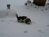 Beagle Sopwith Camels Lady Like