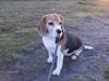 Beagle $ Mille $