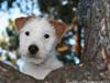 Parson russell terrier Tootsie