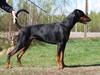 Dobermann Speedy