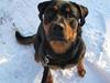 Rottweiler Carla