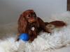Cavalier king charles spaniel Cavalots Elvis