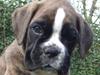 Boxer Milio