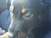 Blanding af racer A. Code (solgt:( ) [Tidl. hund]