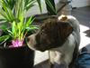 Amerikansk staffordshire terrier Junior