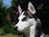 Siberian husky Sasha