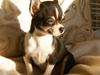 Chihuahua      *A'diva* [ Himmelhund]
