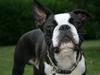 Boston terrier Conrad