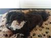 Bichon havanais Jivika¤bassen¤