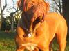 Dogue de bordeaux J'adore