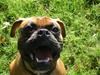 Boxer Dallas